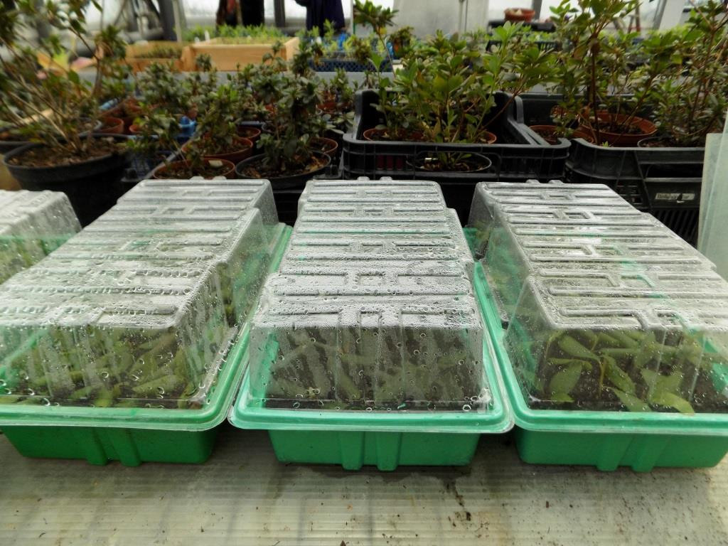 1. Мини-парник для укоренения