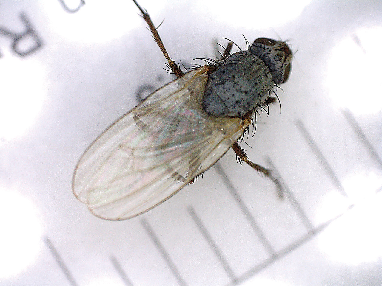 Рис. 2. Луковая муха и луковая журчалка: А - имаго луковой мухи