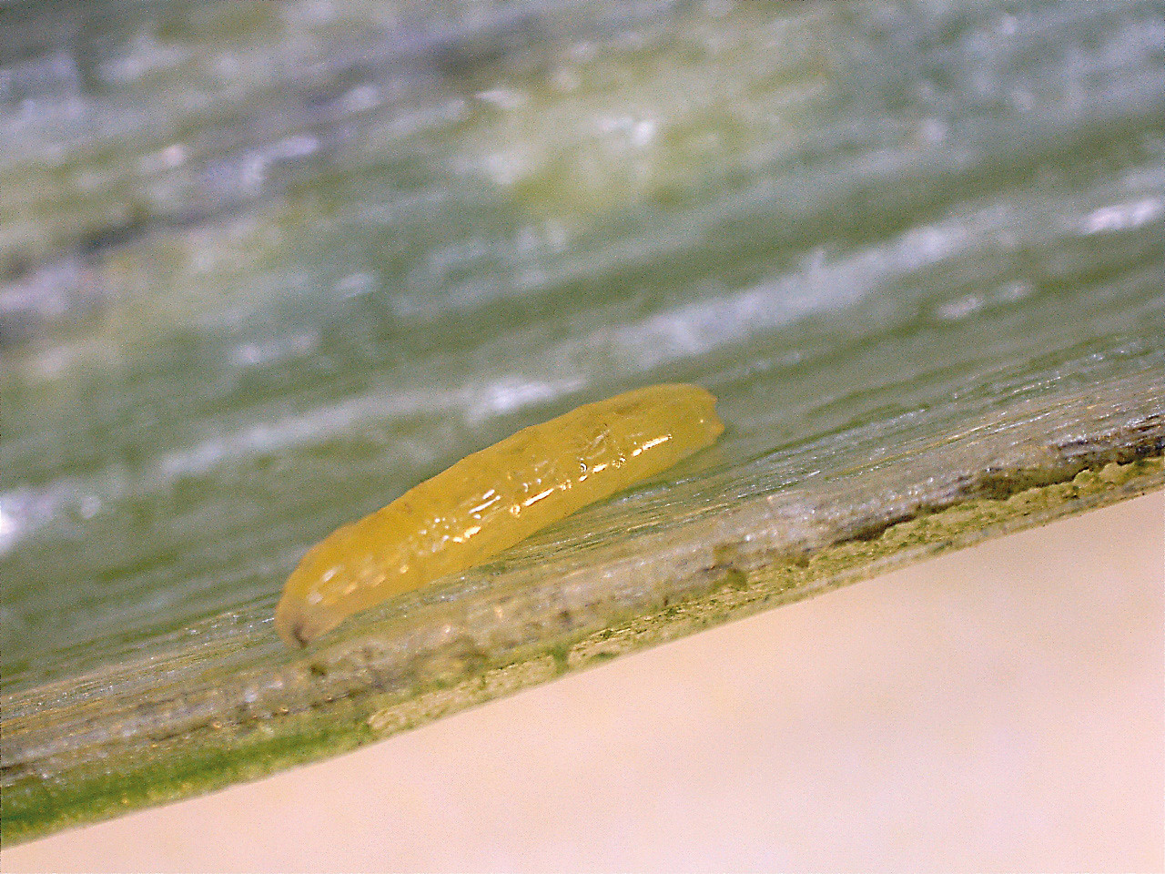 Рис. 2. Луковая муха и луковая журчалка: Б - личинка внутри пера