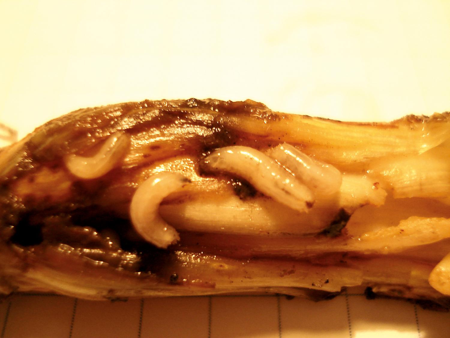 Рис. 2. Луковая муха и луковая журчалка: Д - несколько личинок в основании стебля