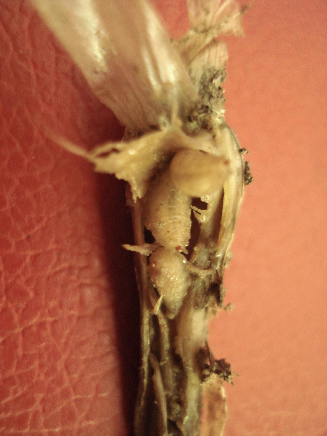 Рис. 2. Луковая муха и луковая журчалка: И - поврежденные растения лука