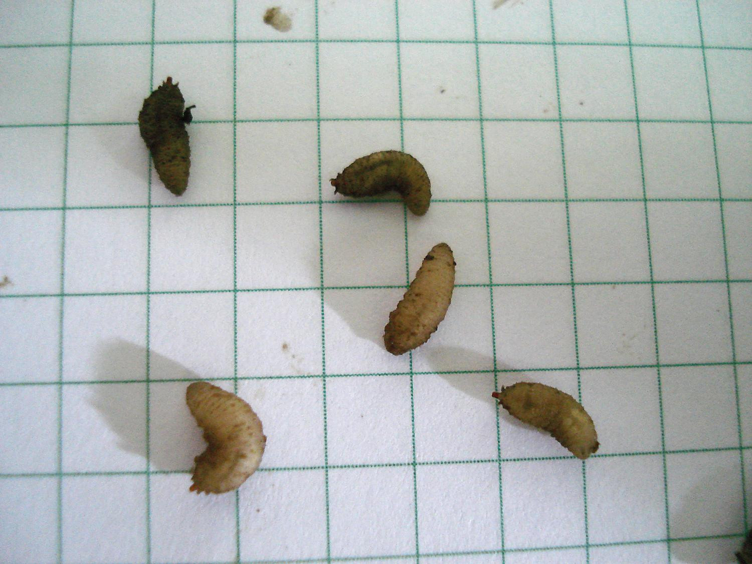 Рис. 2. Луковая муха и луковая журчалка: Ж - личинки луковой журчалки