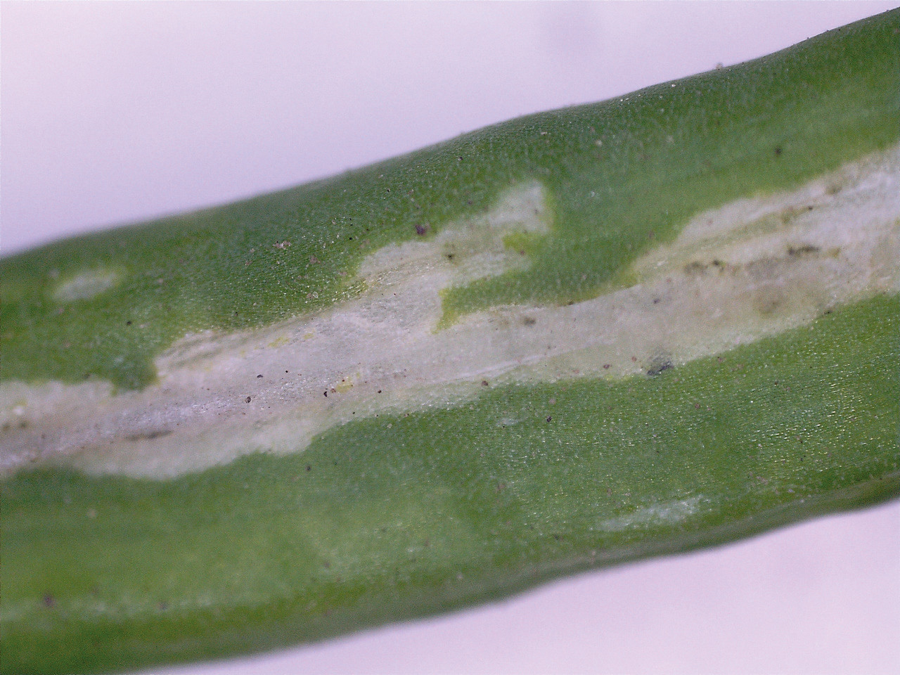 Рис. 3. Повреждение перьев лука-батуна: А – «окошки» - повреждения перьев лука