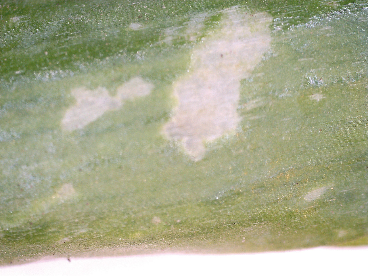 Рис. 3. Повреждение перьев лука-батуна: Б – «окошки» - повреждения перьев лука