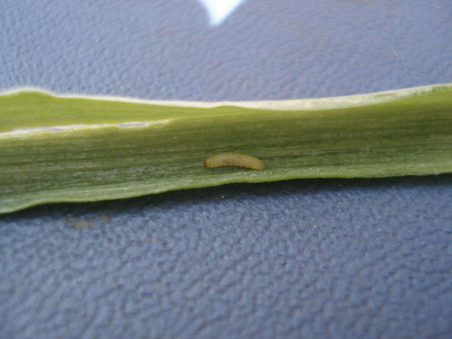 Рис. 3. Повреждение перьев лука-батуна: Д – личинки лукового скрытнохоботника внутри пера