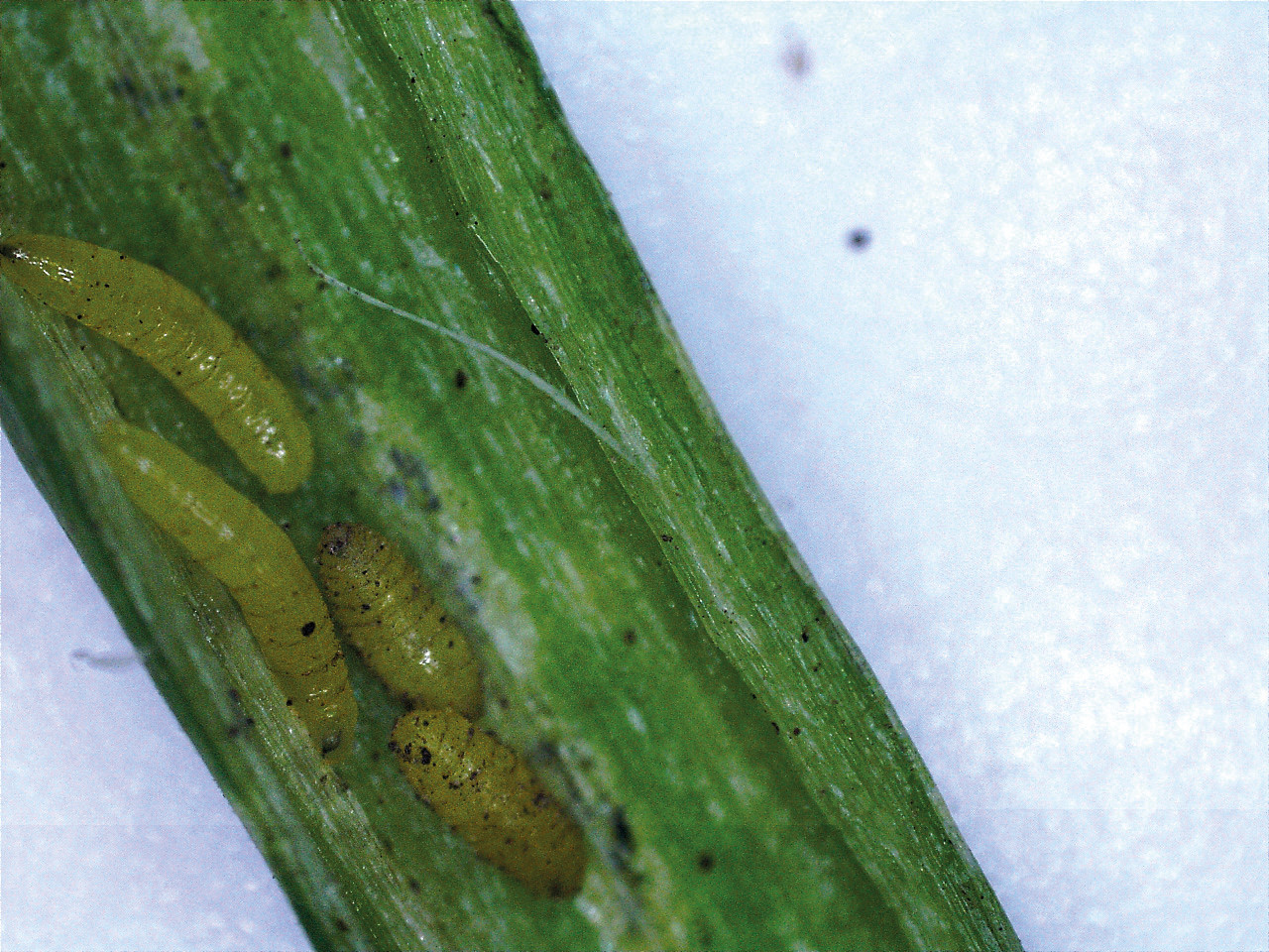 Рис. 3. Повреждение перьев лука-батуна: Е – личинки и куколки лукового минера внутри пера