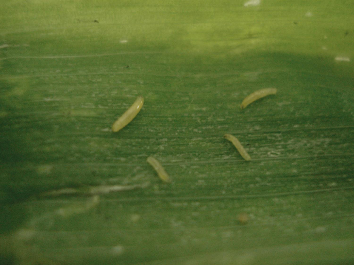 Рис. 3. Повреждение перьев лука-батуна: Г – личинки лукового скрытнохоботника внутри пера