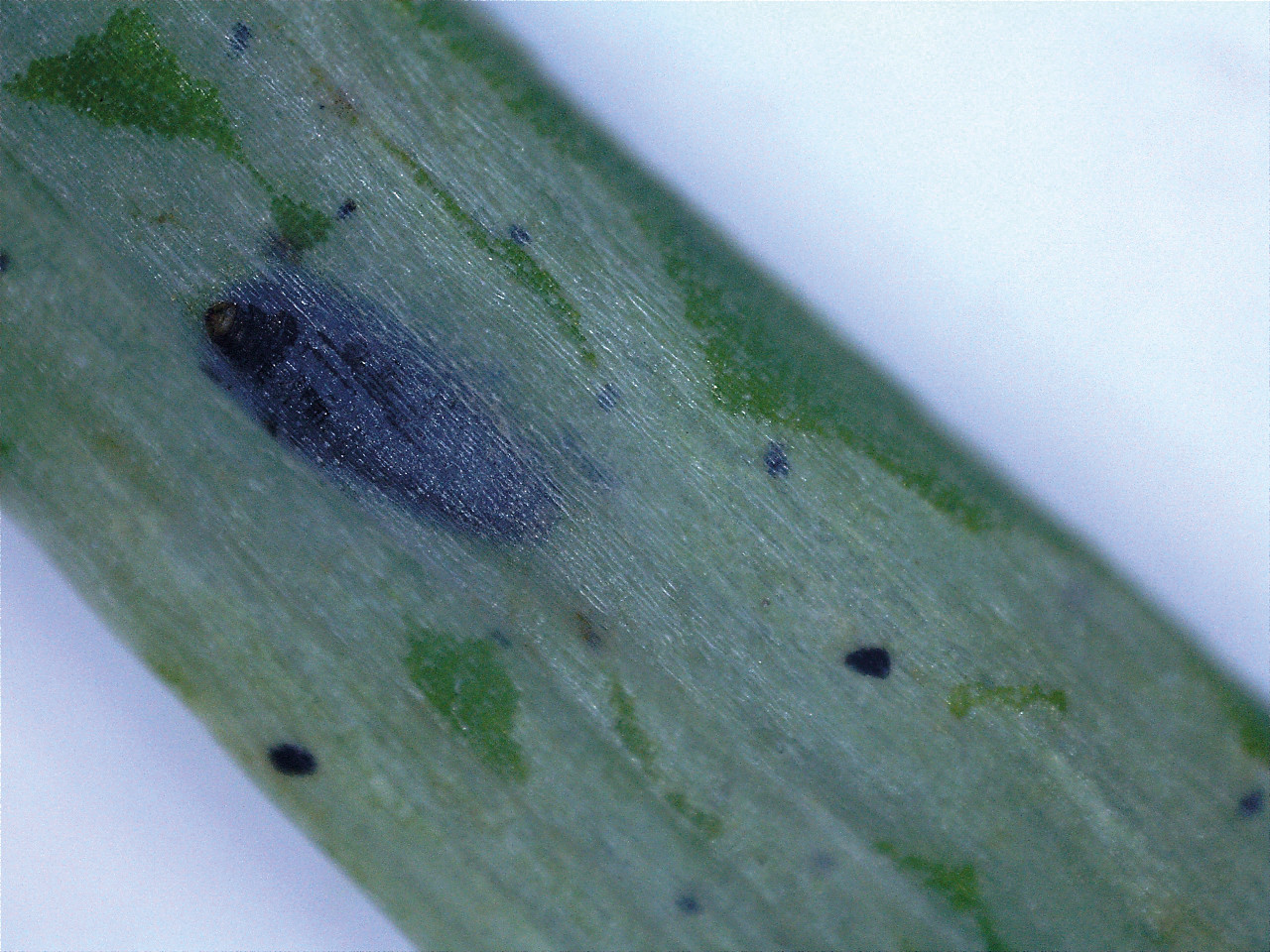 Рис. 3. Повреждение перьев лука-батуна: И – пупарий в мине