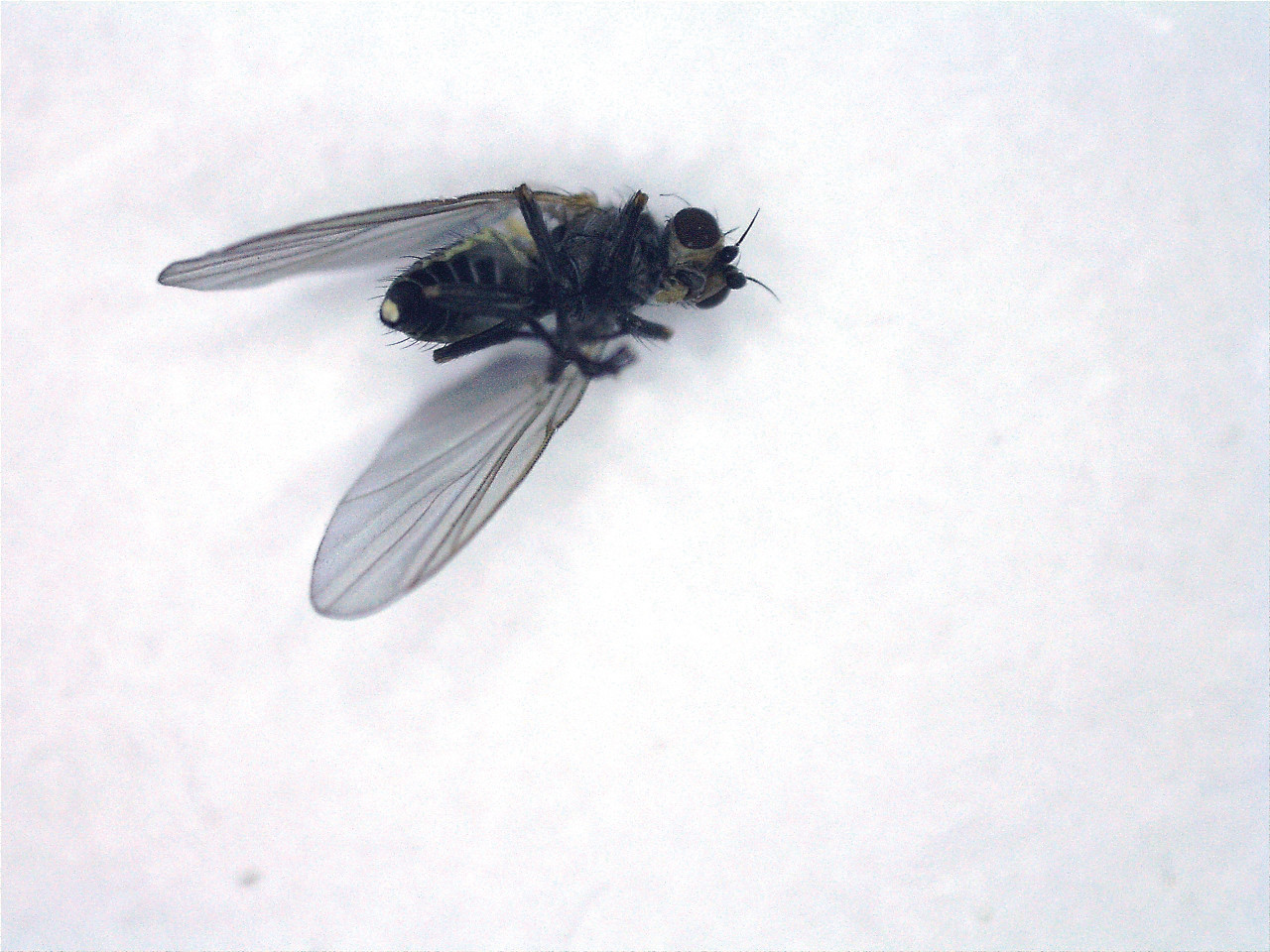 Рис. 3. Повреждение перьев лука-батуна: К – имаго многоядного минера