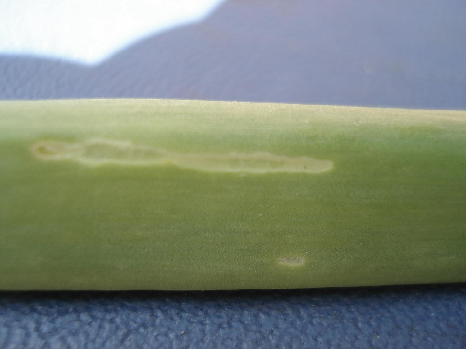 Рис. 3. Повреждение перьев лука-батуна: В – «окошки» - повреждения перьев лука