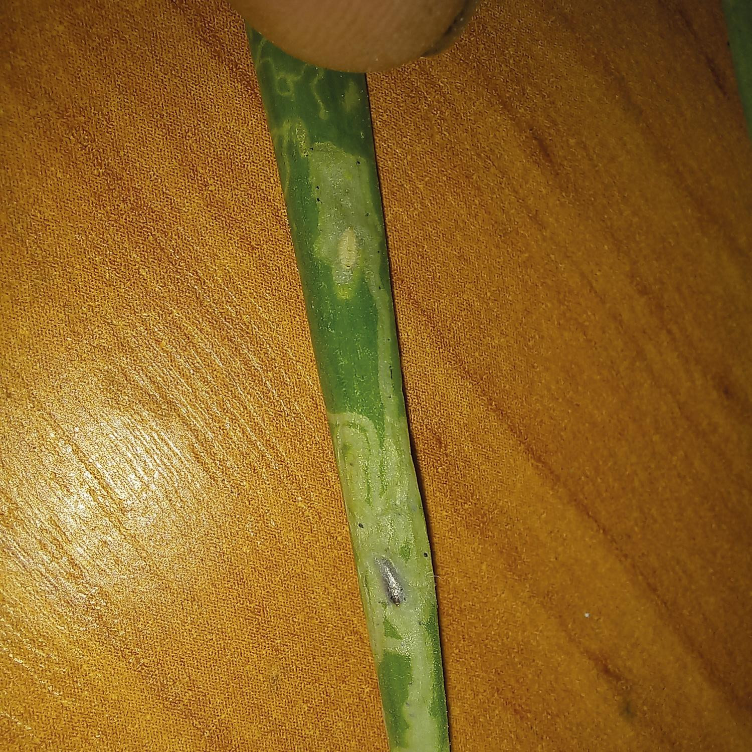 Рис. 3. Повреждение перьев лука-батуна: З – мины многоядного минера на перьях лука