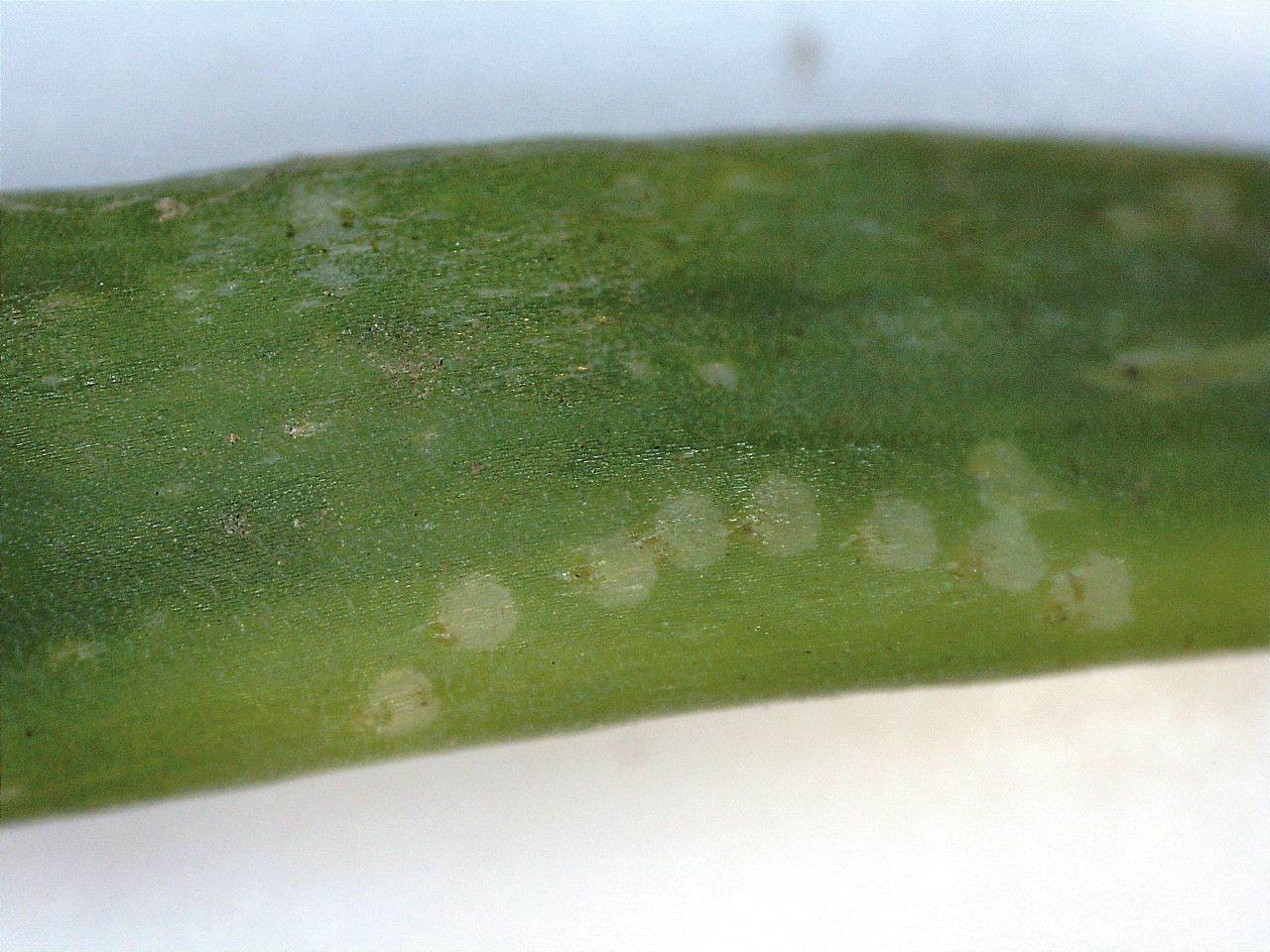 Рис. 3. Повреждение перьев лука-батуна: Ж – следы после прокола яйцекладом