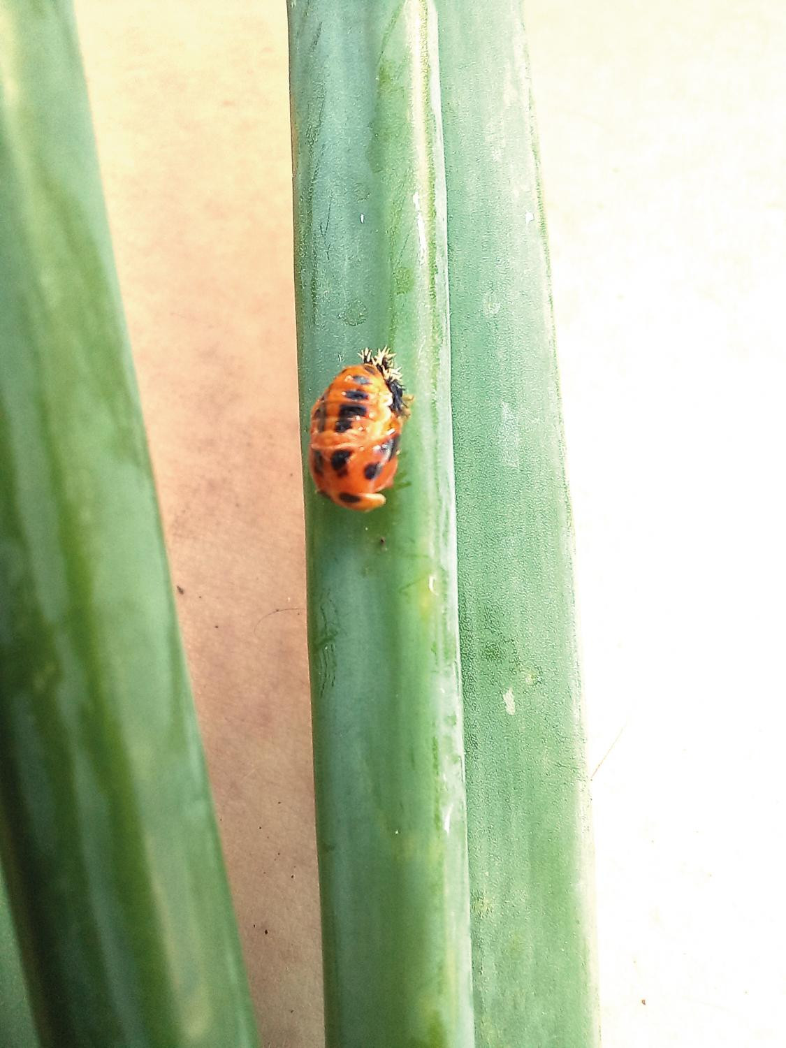 Рис. 4. Куколка божьей коровки на луке