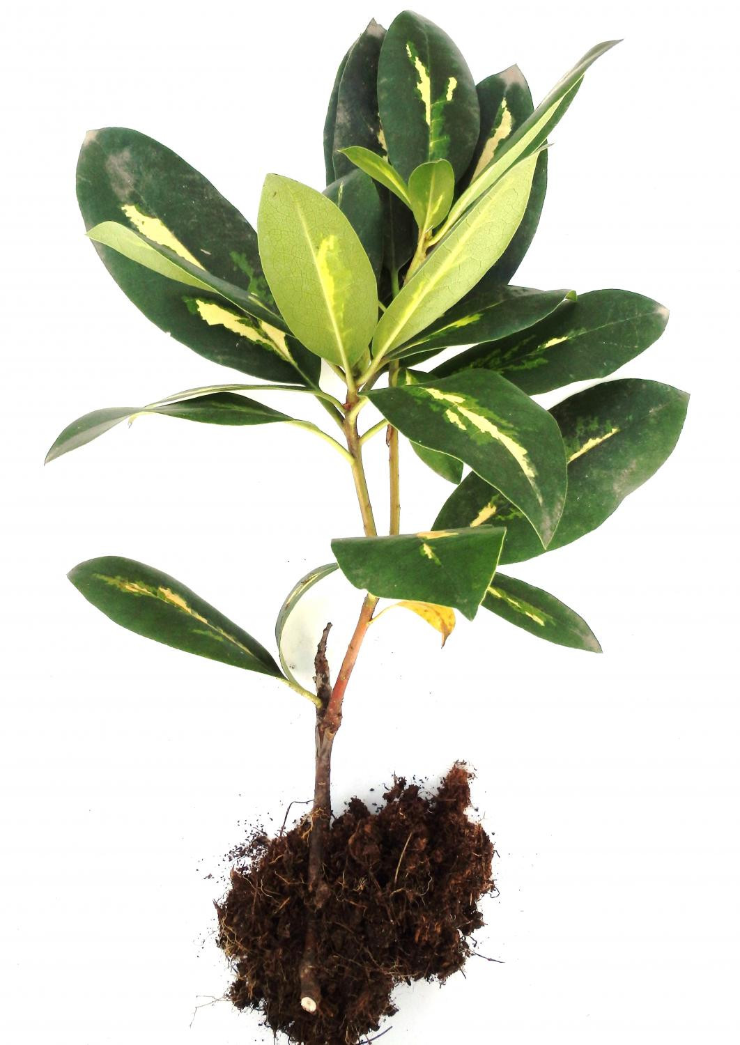 4. Размножение рододендрона сорта ‘Goldflimmer’ отводком: б – укоренившийся побег (октябрь)