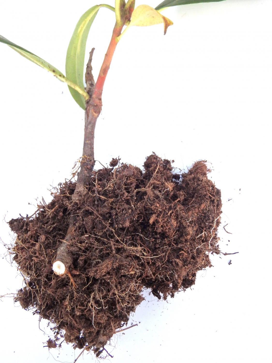 4. Размножение рододендрона сорта ‘Goldflimmer’ отводком: в – корневая система отводка