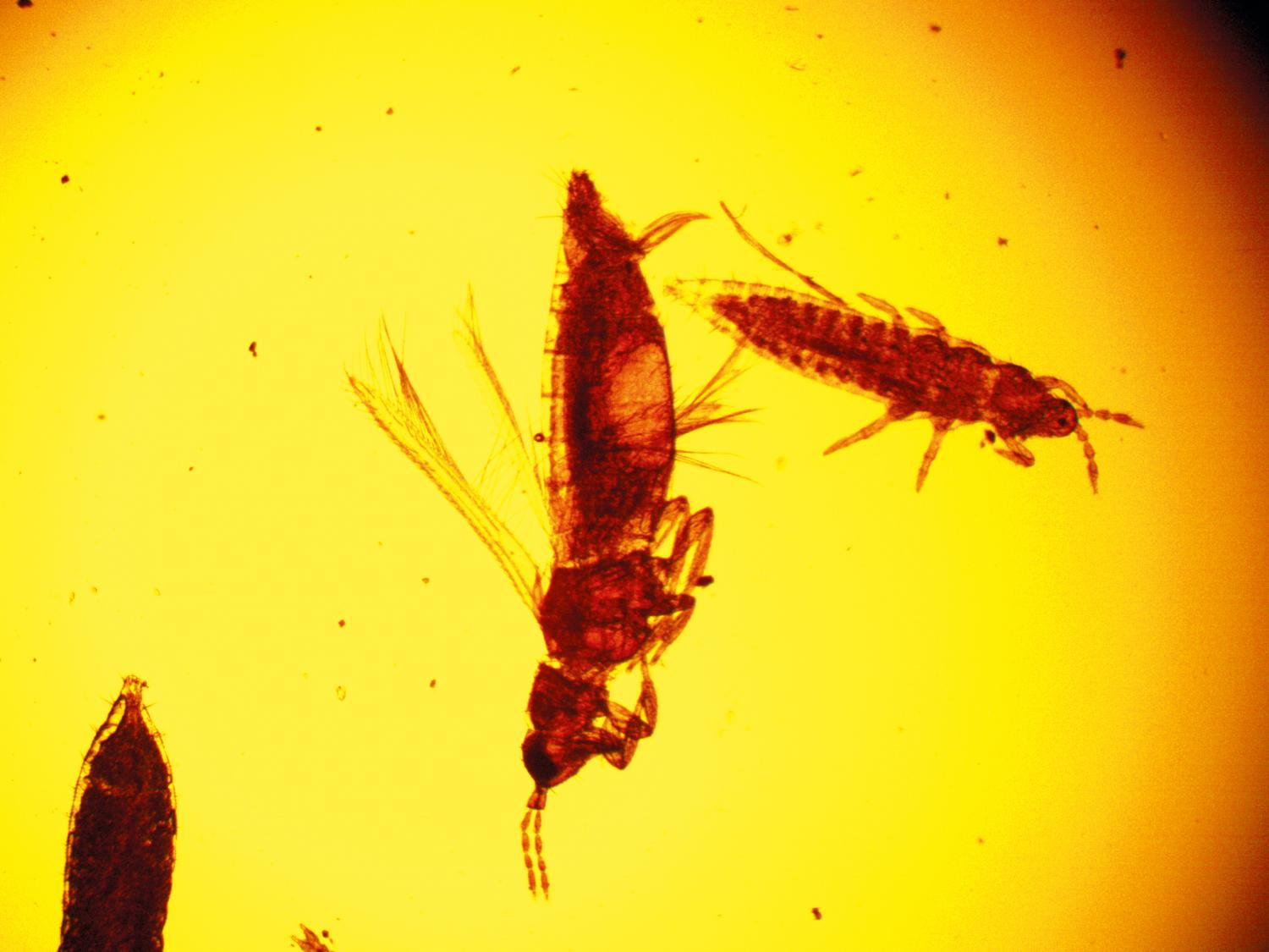 Рис. 5. Имаго и личинка лукового трипса