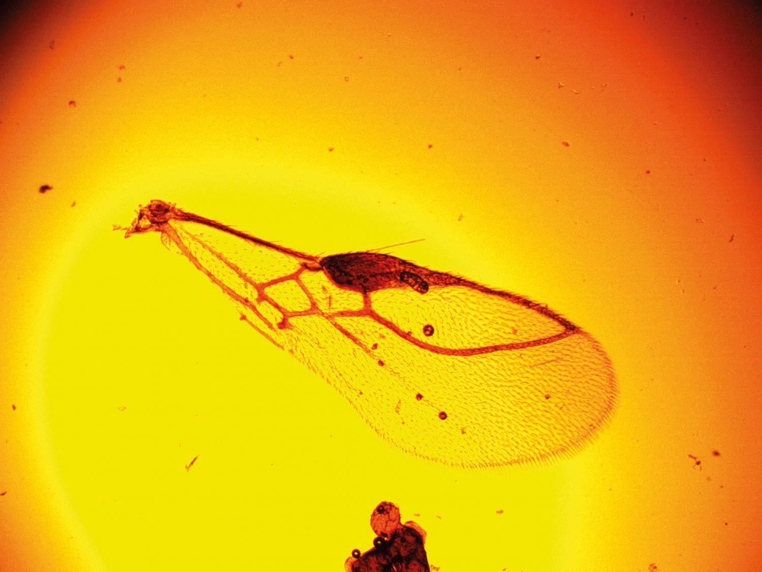 Рис. 5. Энтомофаги минеров: д) - Дакнуза - строение крыла