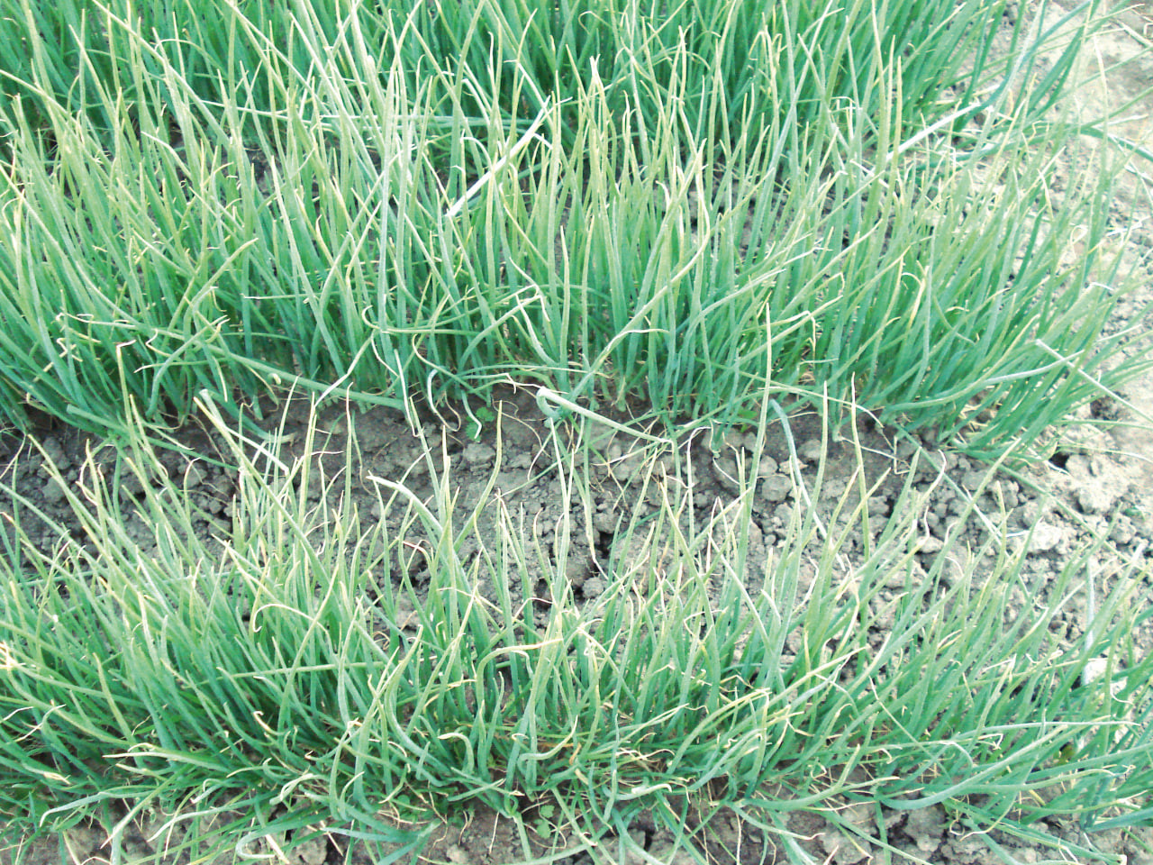 Рис. 6. Технологические нарушения при выращивании лука: А – массовое пожелтение кончиков перьев