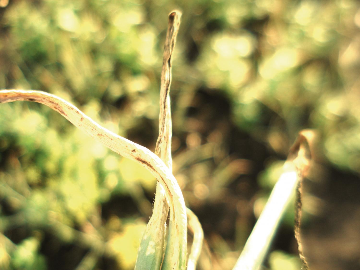 Рис. 6. Технологические нарушения при выращивании лука: Б – развитие сапротрофных грибов на отмершей ткани