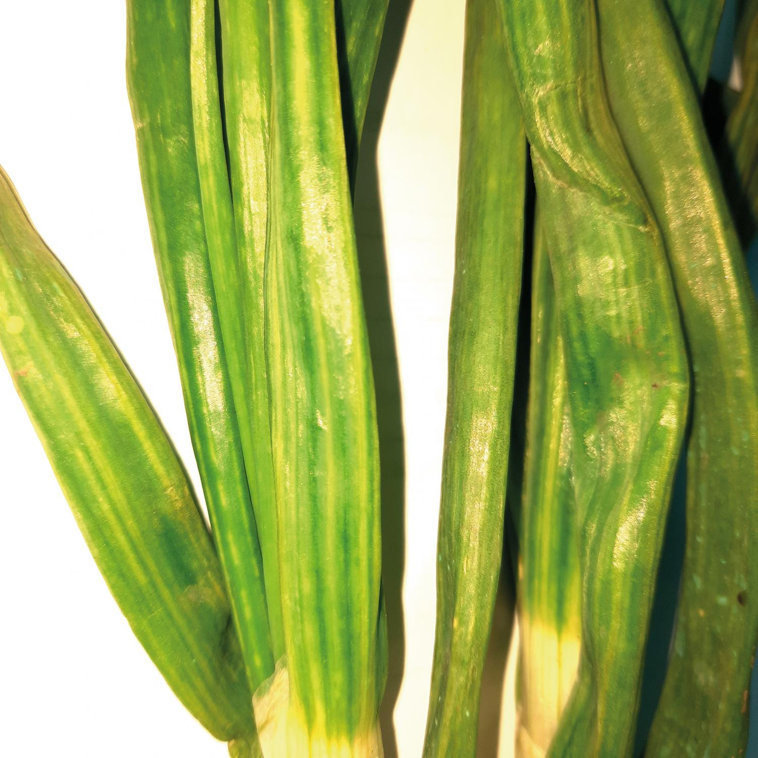 Рис. 6. Технологические нарушения при выращивании лука: В – хлоротичность перьев, вызванная недостатком элементов питания