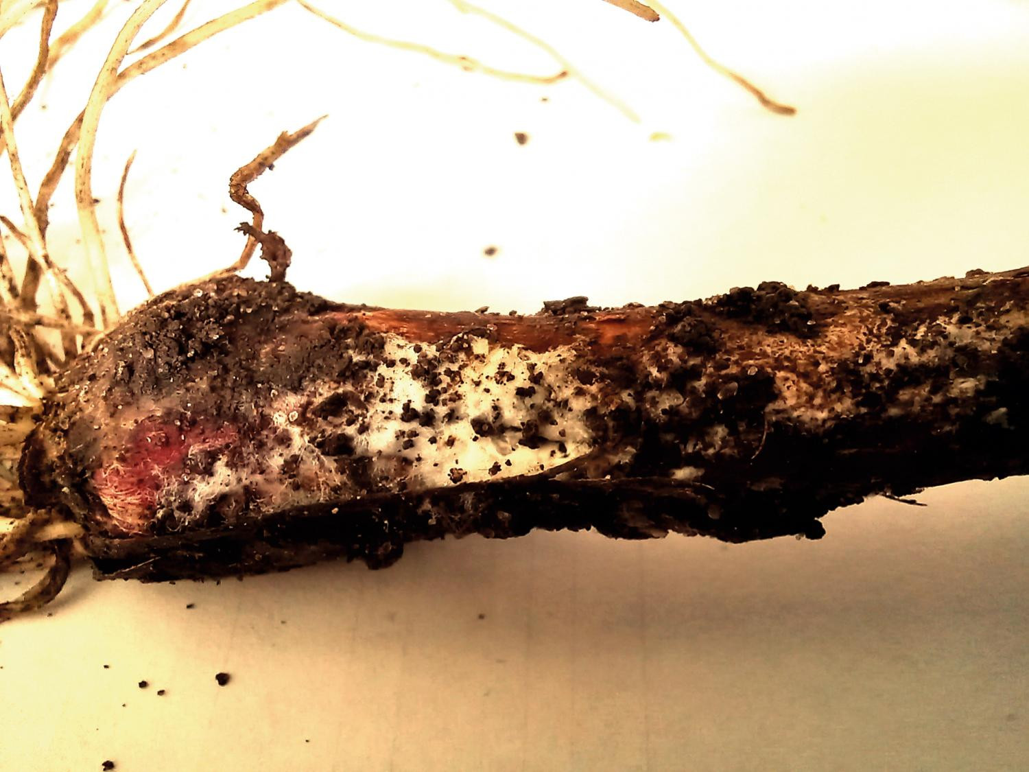 Рис. 7. Корневая гниль лука: А – мицелий гриба на нижней части стебля