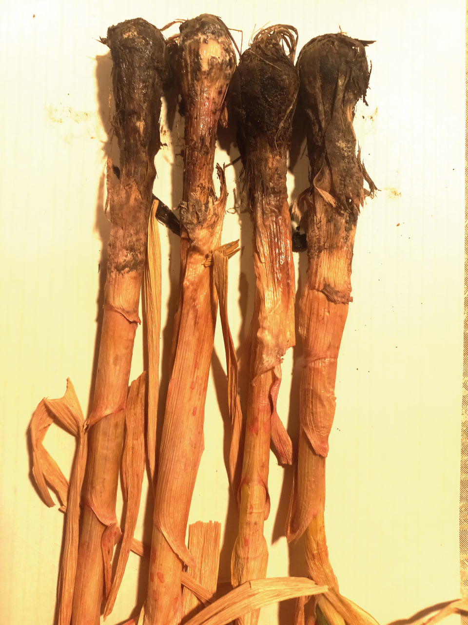 Рис. 7. Корневая гниль лука: Б – погибшие растения