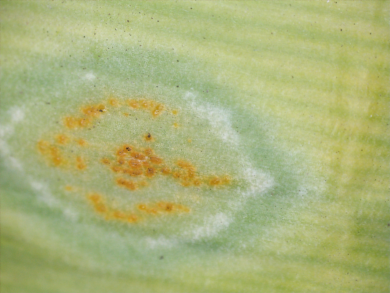 Рис. 8. Эцидиальная стадия ржавчины лука: А – эцидии на перьях лука