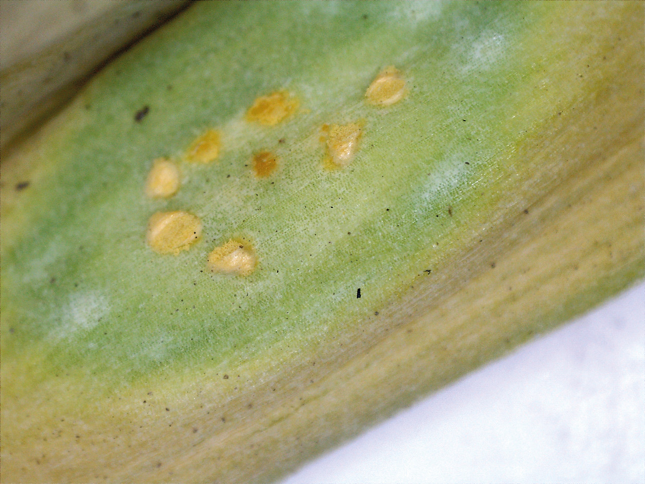 Рис. 8. Эцидиальная стадия ржавчины лука: Б – эцидии на перьях лука