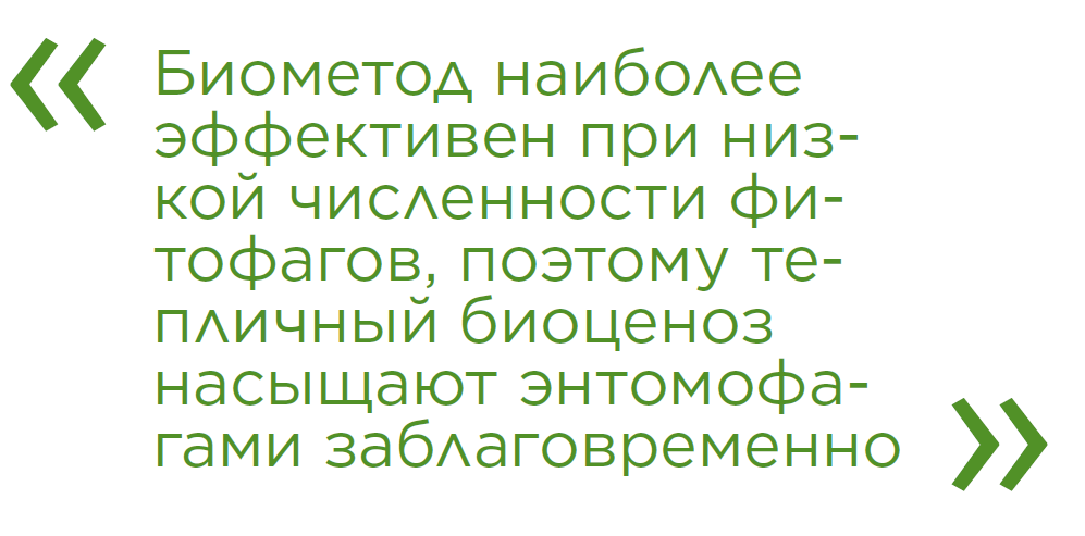 Защита томата от вредителей в теплицах