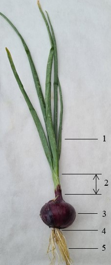 Рис. 1. Строение лука репчатого: 1 - листья; 2- ложный стебель; 3 - сухие чешуи (видоизмененные листья); 4 - донце (укороченный стебель); 5 – корни.