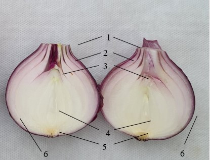 Рис. 2. Строение луковицы: 1- шейка; 2 – открытые сочные чешуи; 3 – закрытые сочные чешуи; 4 – зачаток; 5 – донце; 6 - сухие чешуи