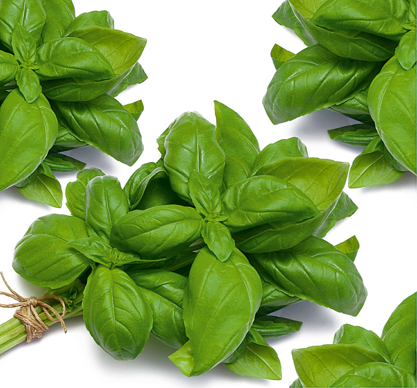 Базилик Лучано