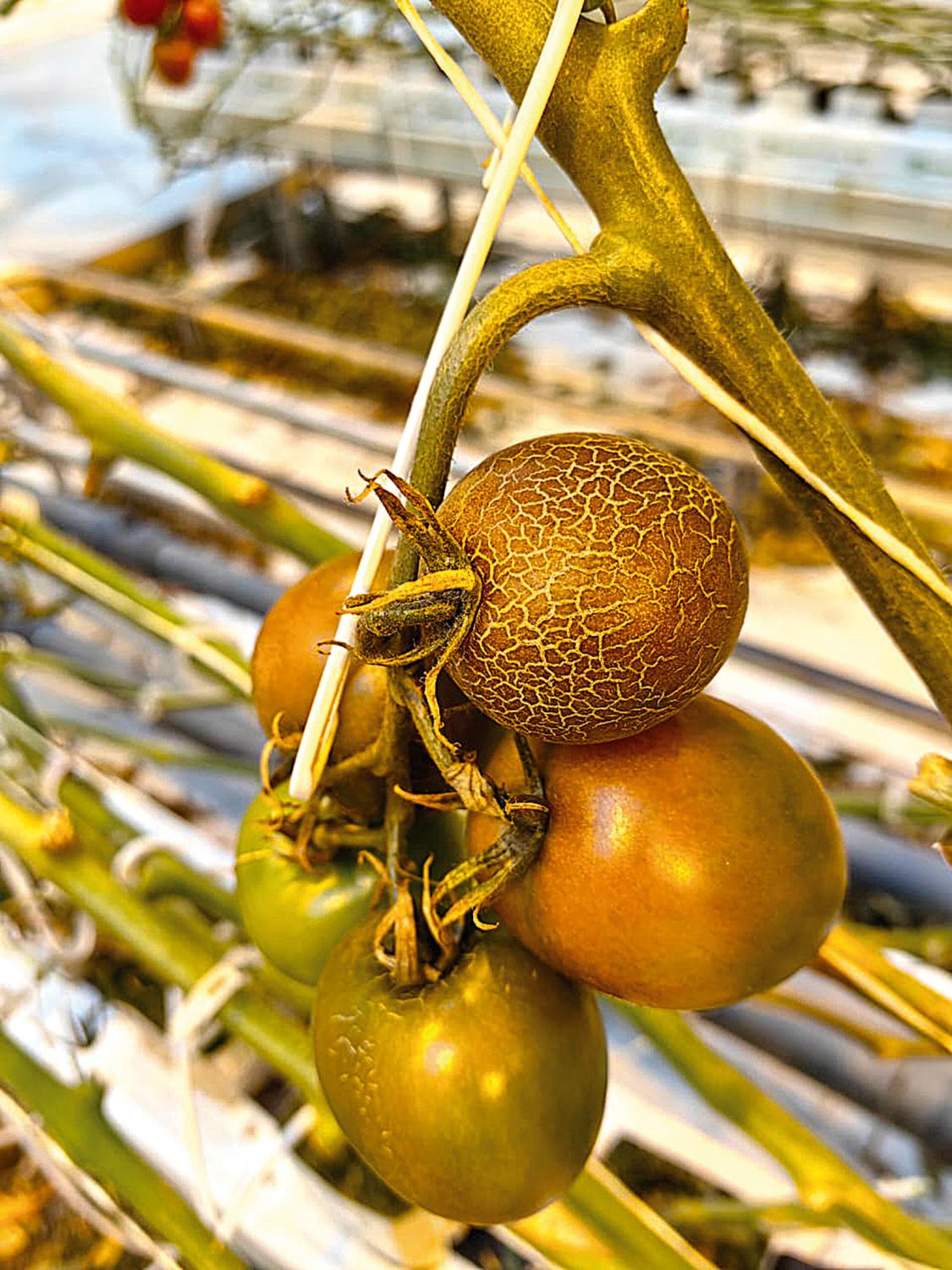 Фото 1. Симптомы повреждений плодов томатов ржавым клещом