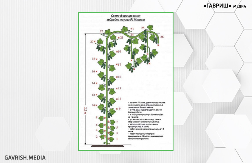 Схема формирования гибридов огурца F1 Магнит