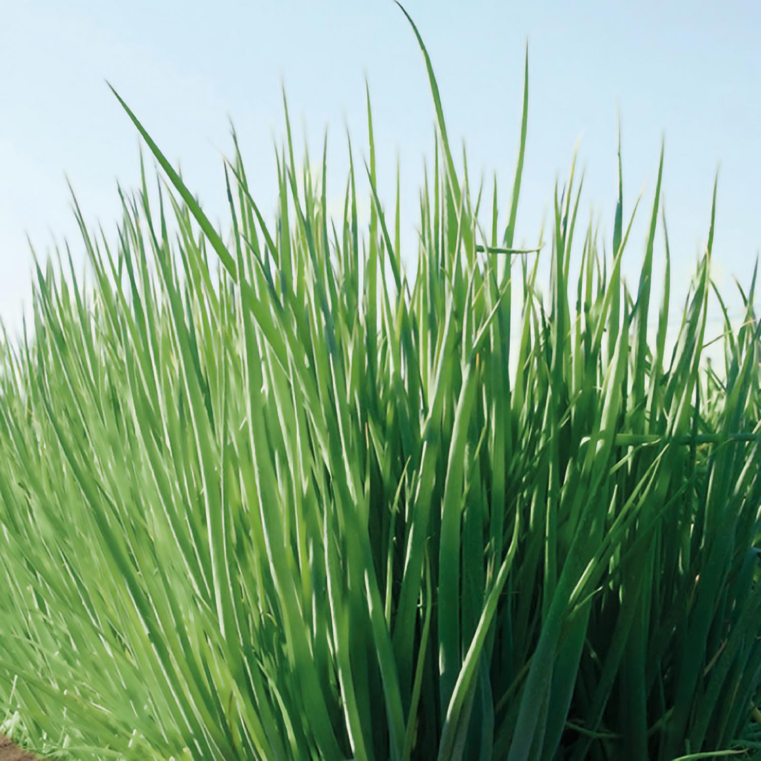 Лук-батун без «химии»