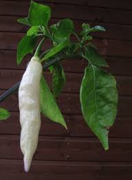 Перец Capsicum baccatum