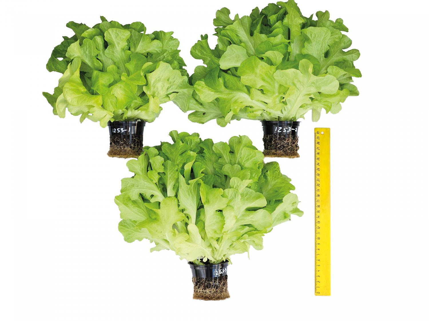 Рис. 1. Сорт Пилигрим