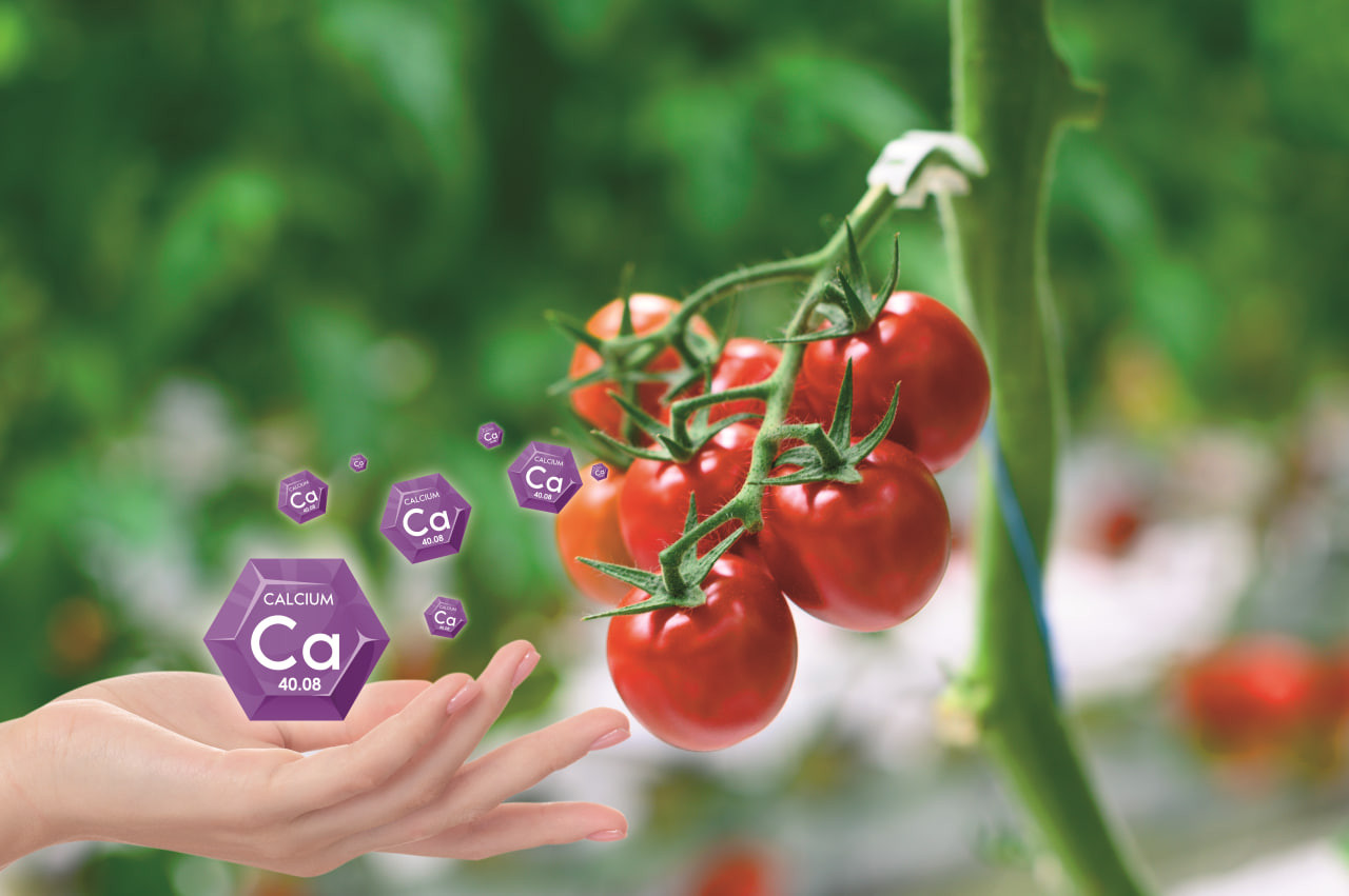 Оптимизация кальциевого питания томатов