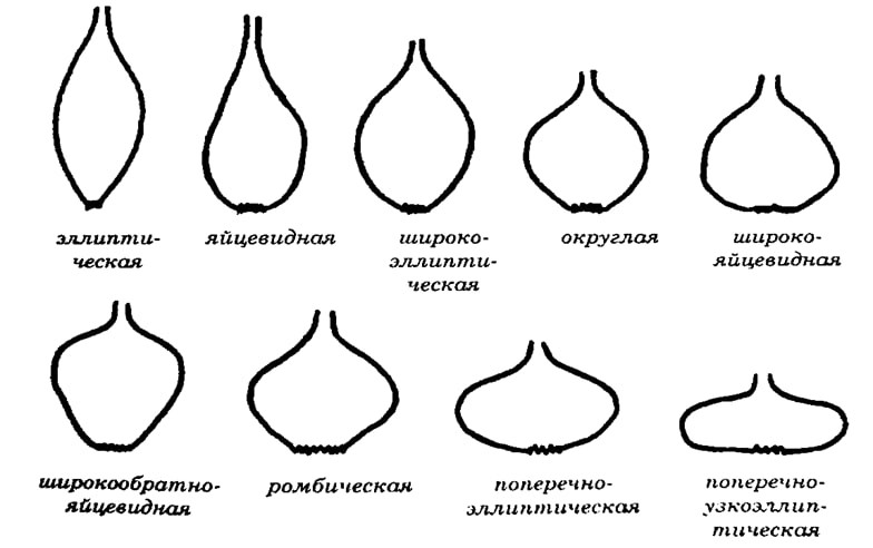 Рис. 3. Форма луковицы у лука репчатого