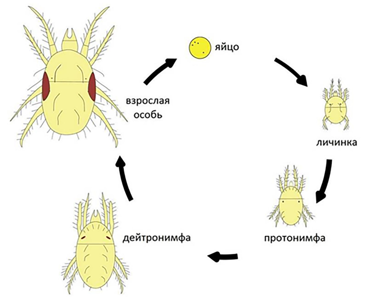 Цикл развития паутинного клеща