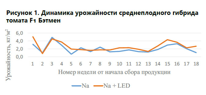 Влияние гибридного досвечивания на урожайность томатов в РФ