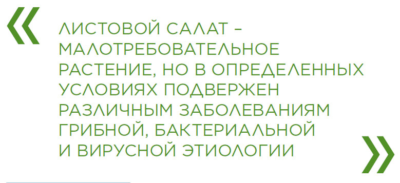 Профилактические мероприятия по защите салатных и зеленных культур защищенного грунта