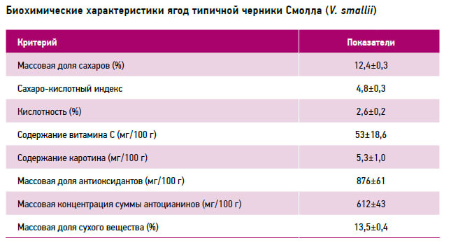 Черника Смолла – перспективная ягодная культура