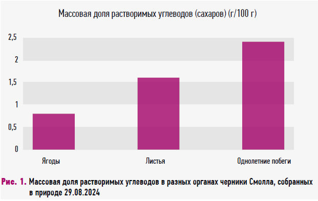 Черника Смолла – перспективная ягодная культура