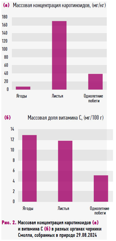 Черника Смолла – перспективная ягодная культура