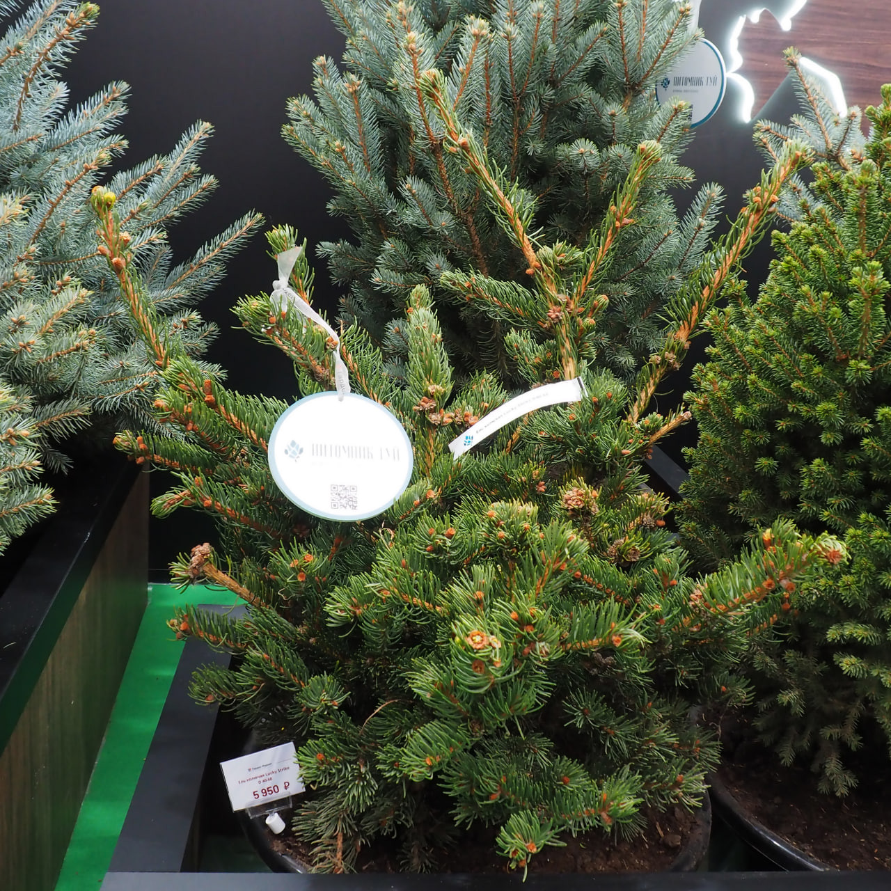 13. Отечественный посадочный материал ‘Lucky Strike’ в садовом центре в октябре, справа виднеется ‘Wills Zwerg’