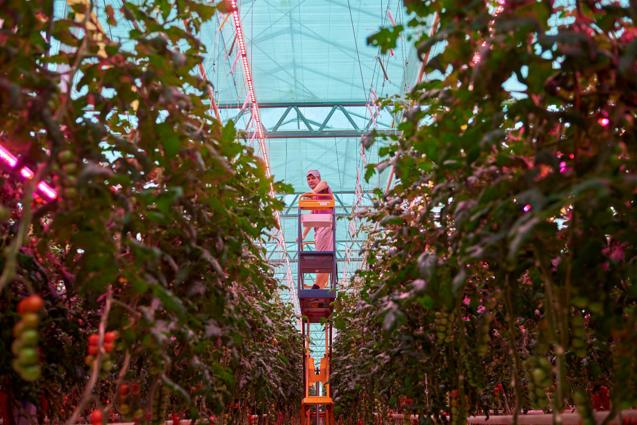 Цифровизация в защищенном грунте