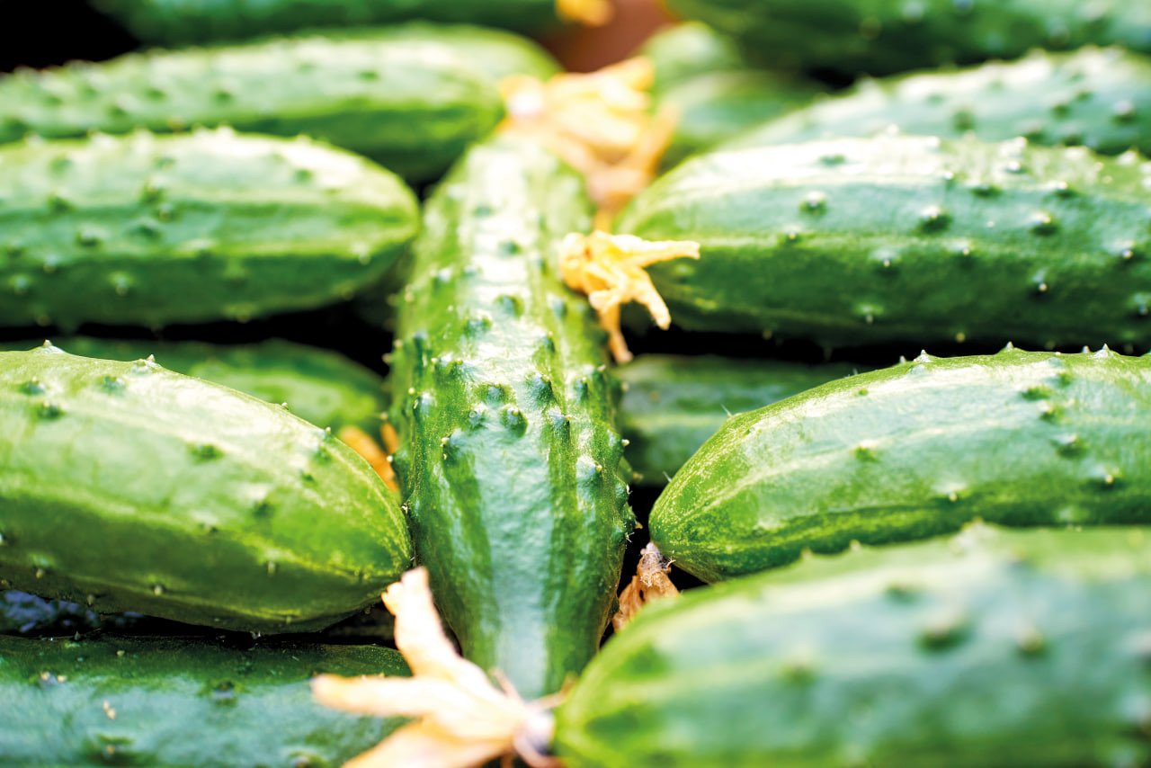 Инновационный подход к выращиванию пчелоопыляемого огурца