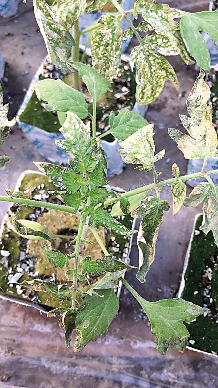 Аммиачный ожог