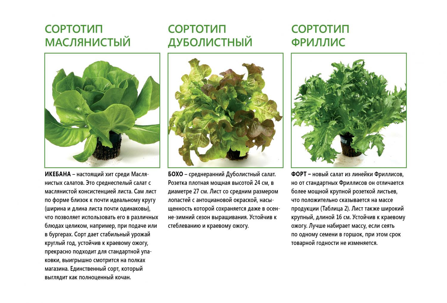 Морфологические особенности и продуктивность новых сортов салата для гидропоники